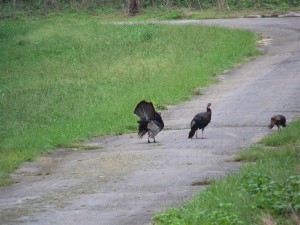 Turkey