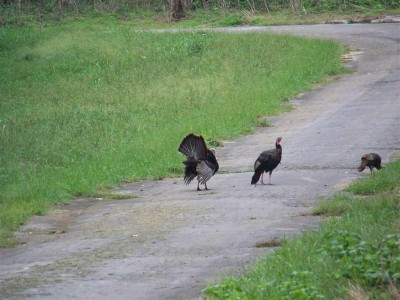 101_6962 (Large) Turkey