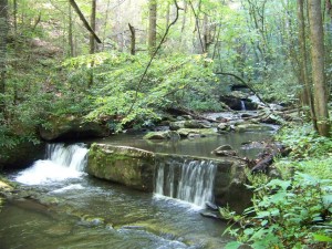 Parsons Branch