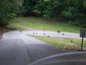 Turkeys